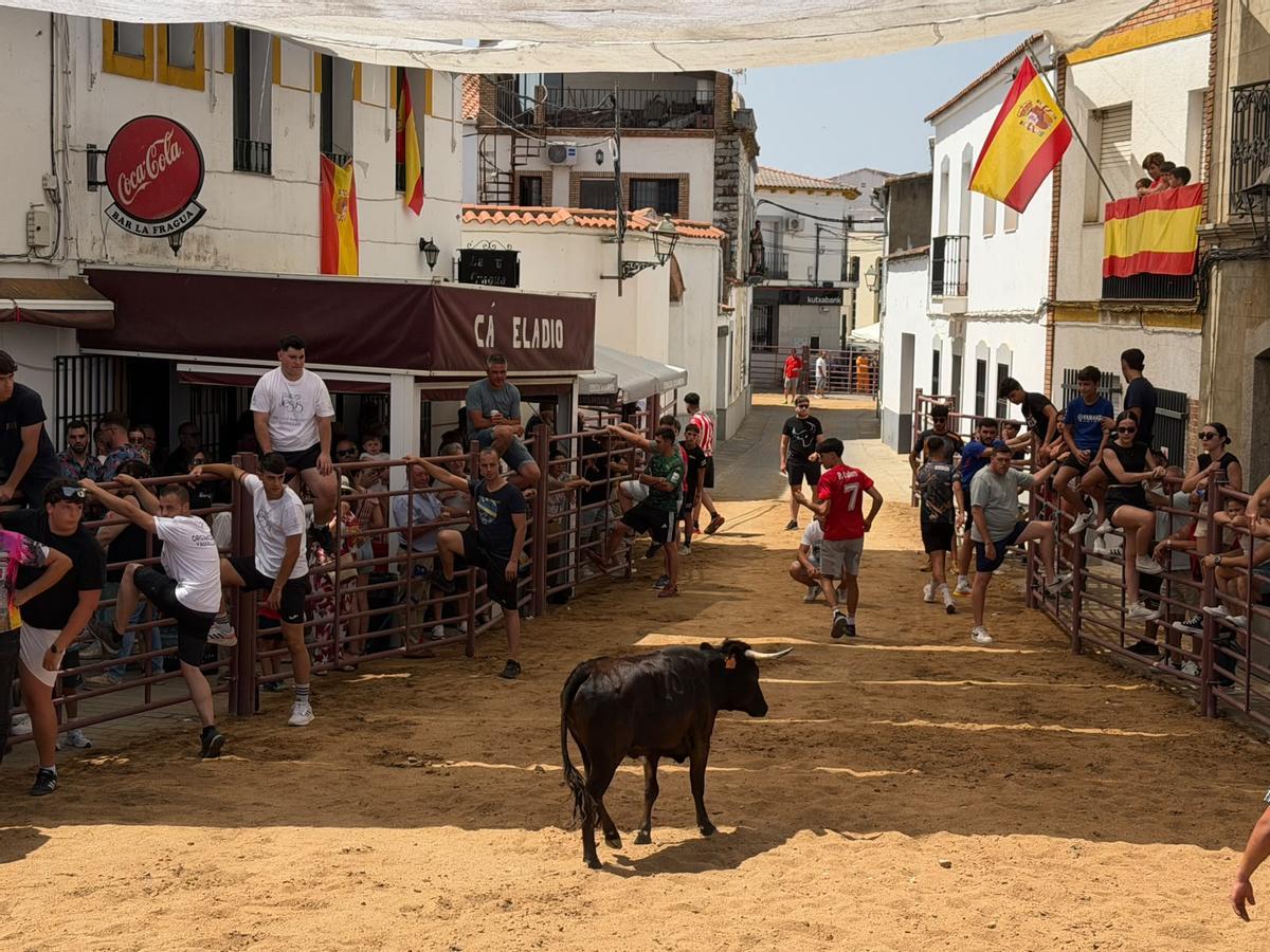 Comienzan los encierros de vacas bravas en la localidad de Alcaracejos: intensidad y emoción en las calles