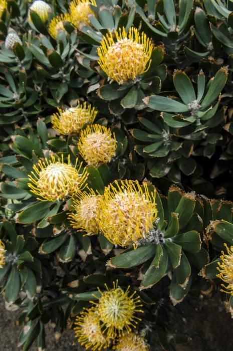 Visita a una plantacion de proteas een la Granja Agrícola del Cabildo. FOTOS: JC CASTRO