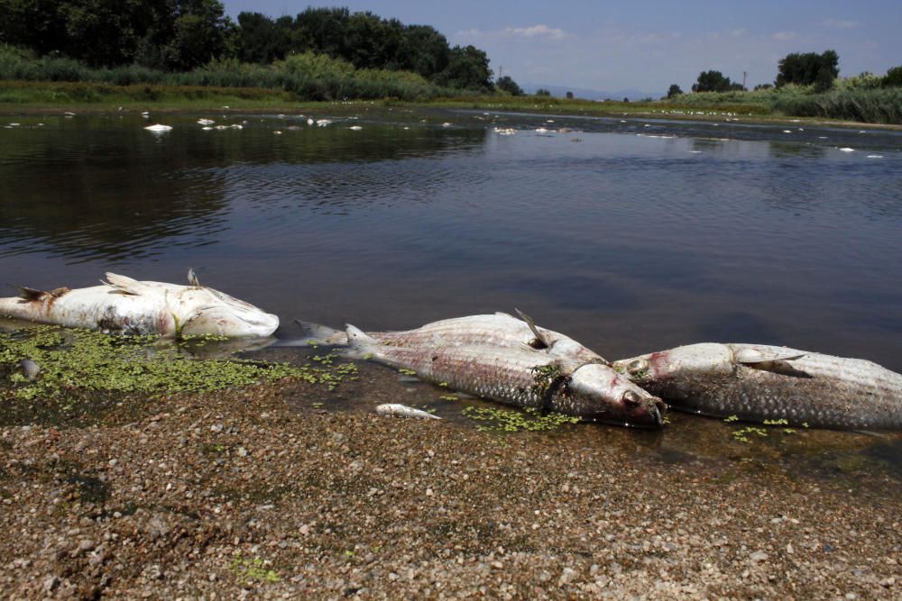 La desembocadura de la Tordera acumula peixos morts