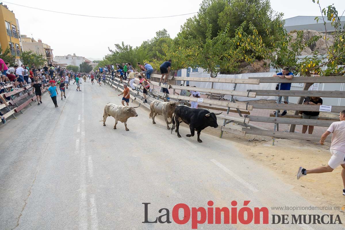 Segundo encierro de la Feria Taurina del Arroz en Calasparra