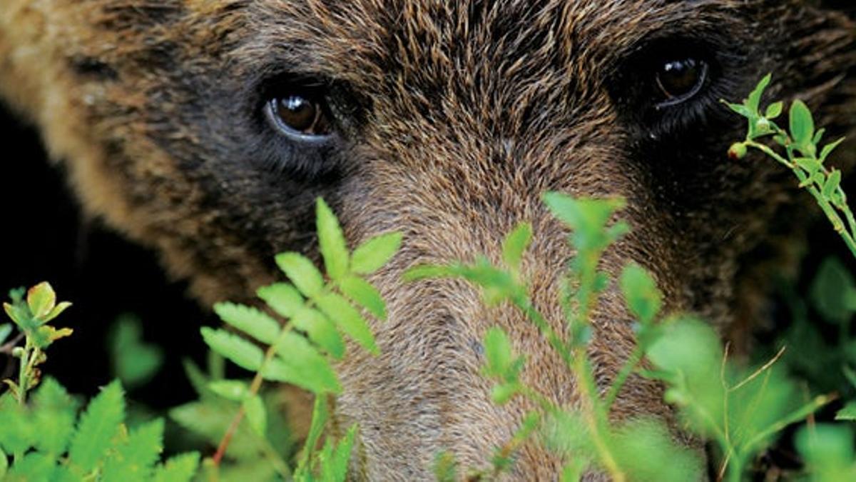 Tour de observación de osos pardos en Finlandia