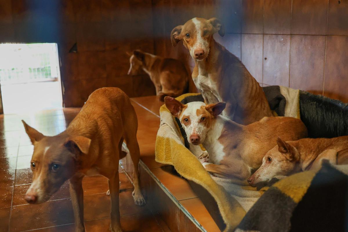 Perros retirados en noviembre de 2024 a un propietario en Cambados.