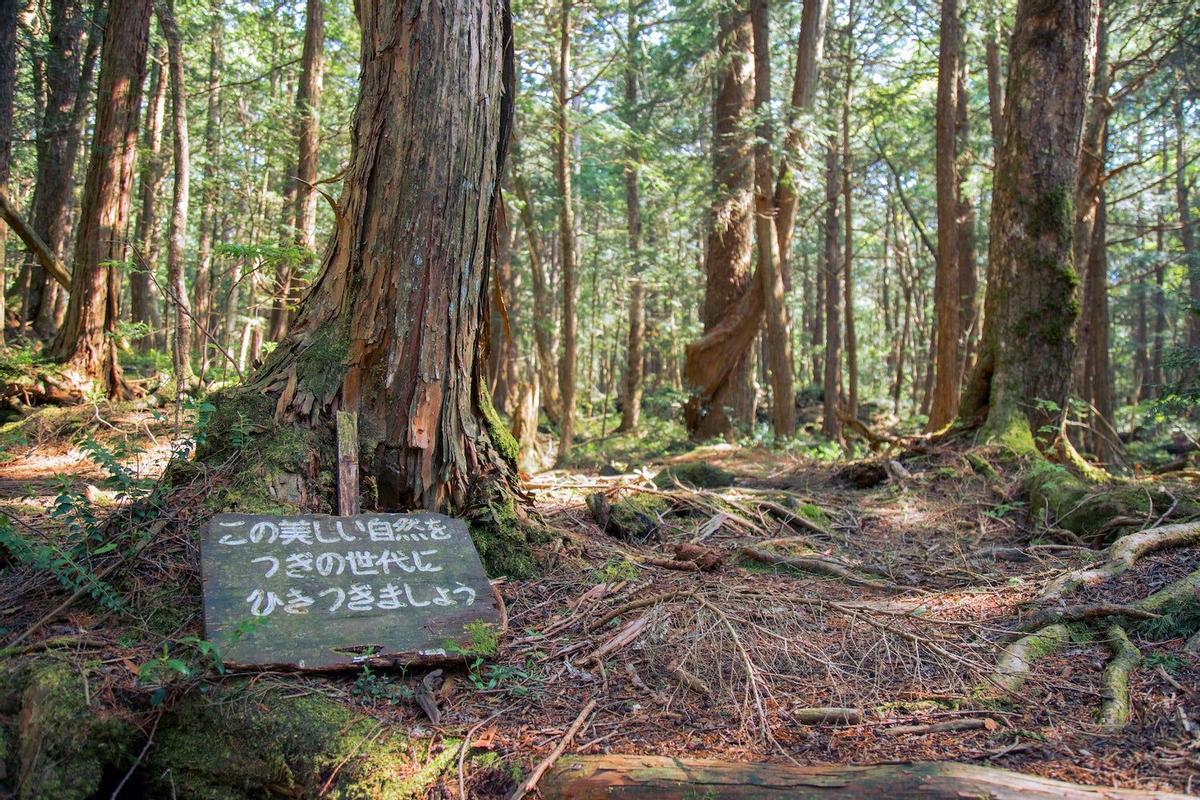 Aokigahara, Japón, lugares encantados