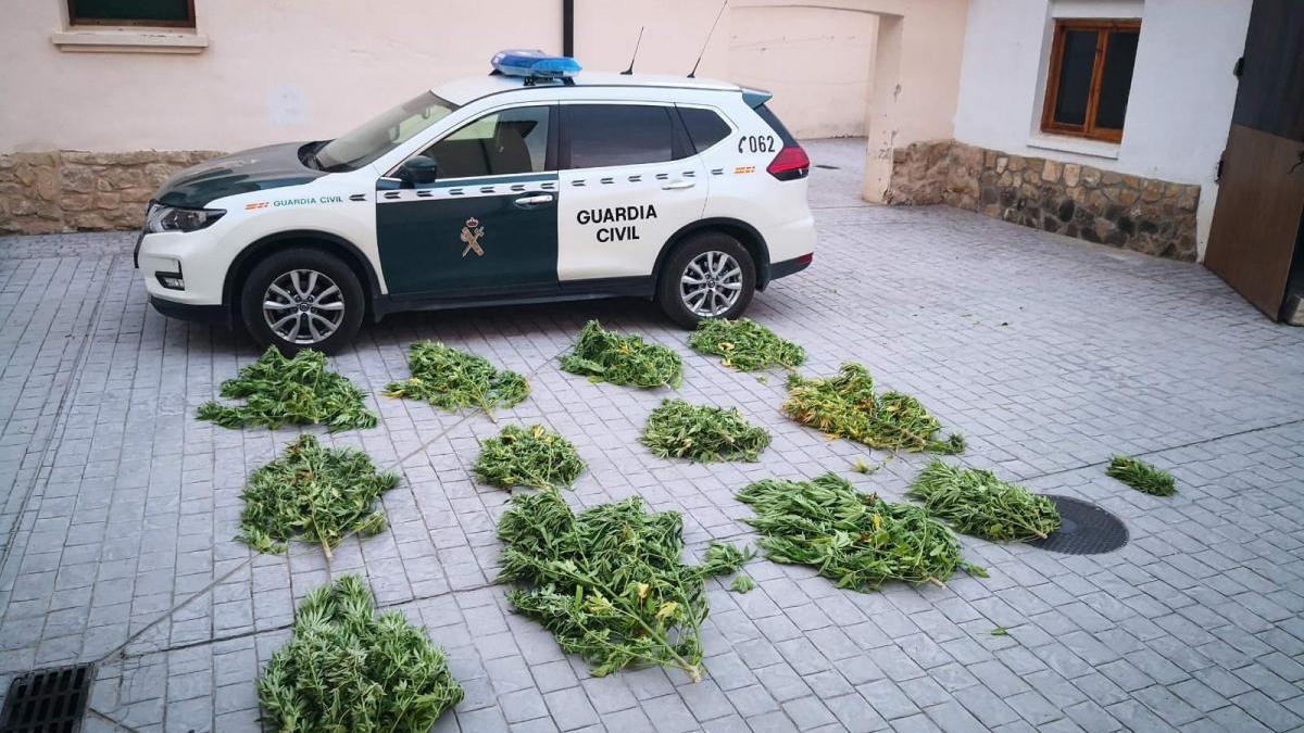 La Guardia Civil incauta 17 kilos de plantas de marihuana en Teruel