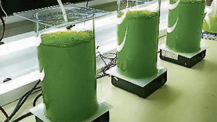 Un ingeniero vigués desarrolla un método para depurar agua con microalgas y obtener biodiésel