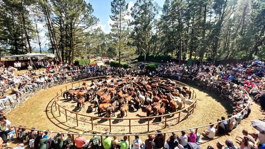 La Baixa das Bestas de Moraña vuelve a reunir a cientos de personas en el curro de Amil