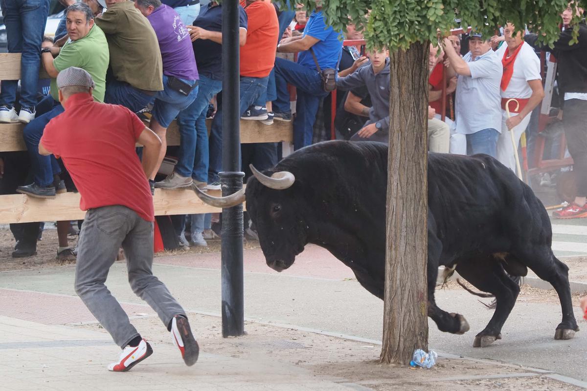 Los festejos del Toro de la Vega, en imágenes