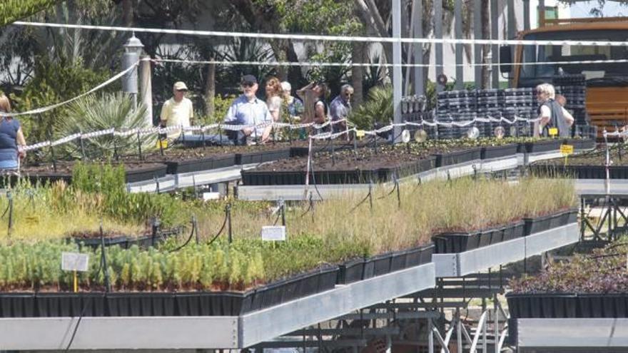 Un vivero que salvó a la ciudad de ser engullida por las dunas