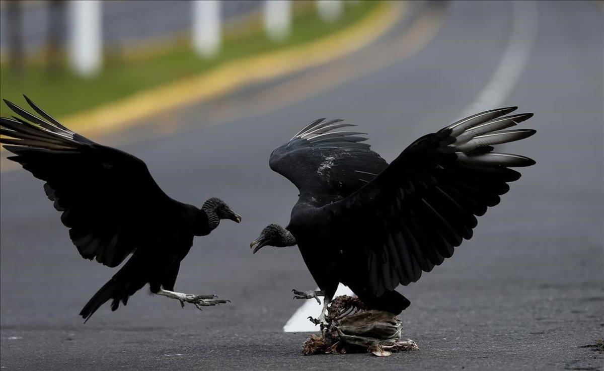 Aves carroñeras se alimentan en una autopista vacía a la entrada de Quito, Ecuador.
