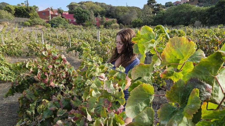 El Cabildo de Gran Canaria reserva 7,3 millones para ayudas directas al campo y la pesca