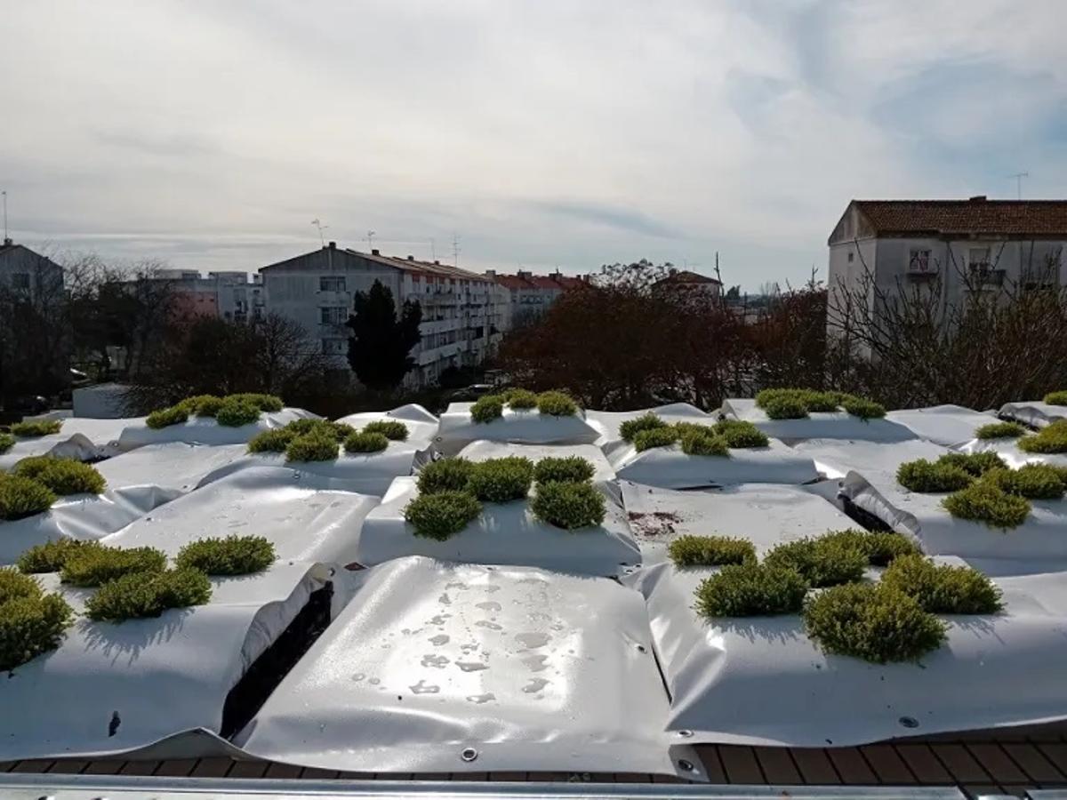 Plantas en el tejado del colegio