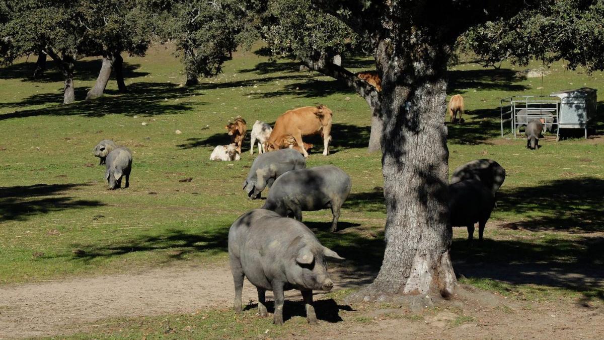 Ganado bovino y porcino en la dehesa de Los Pedroches.