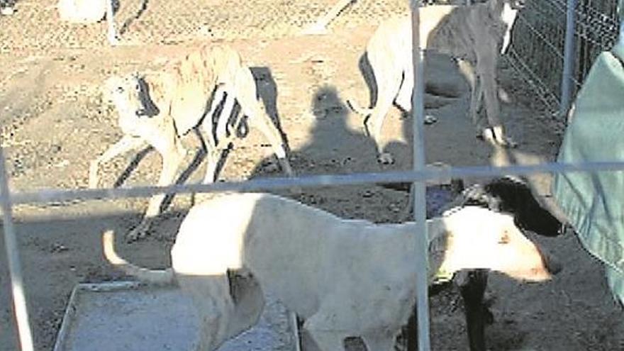 Tres cacereños detenidos por robo y mercadeo ilícito de perros de caza