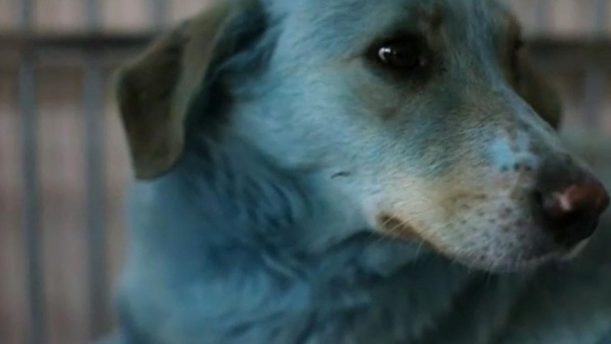 VÍDEO VIRAL: El misterio de los perros azules de Rusia