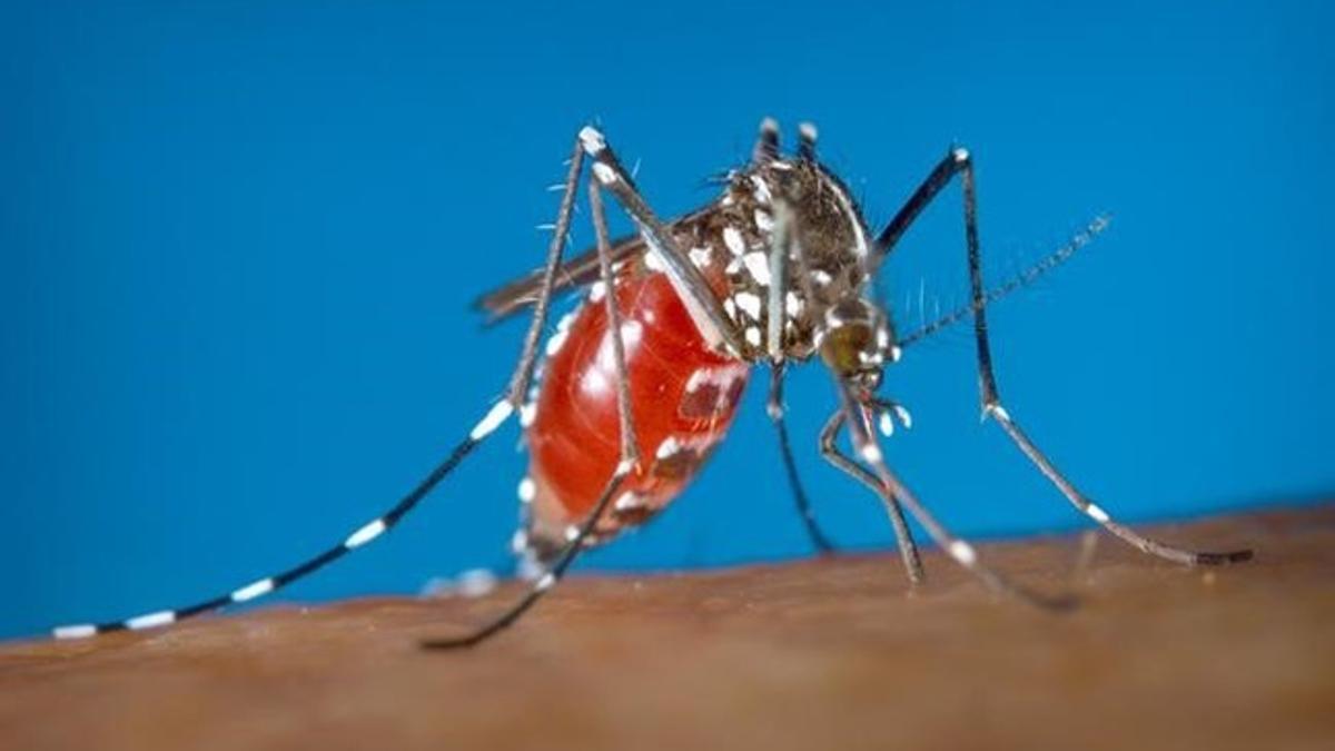 Mosquito Aedes