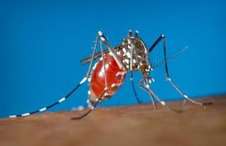 La OMS se reunirá de urgencia ante la alarmante propagación del zika