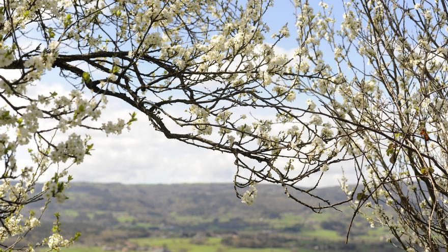 La primavera florece en las comarcas de Deza y Tabeirós-Montes