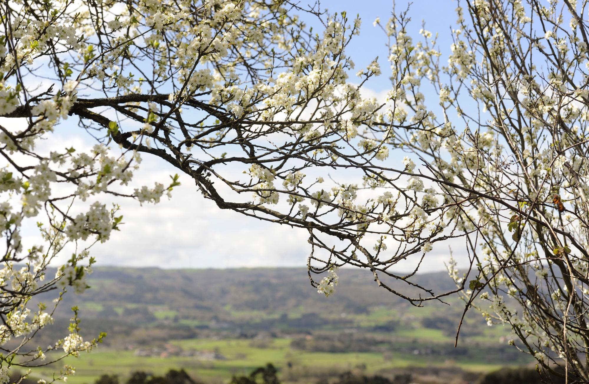 Ciruelo en flor con el valle de Escuadro como telón de fondo.