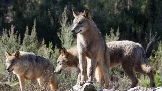 El TJUE declara ilegal la ley de Castilla y León que permite cazar lobos