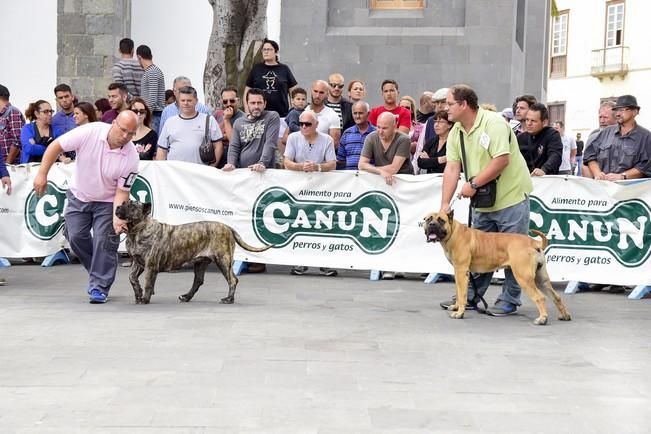 Celebración del I Certamen Nacional de perro ...