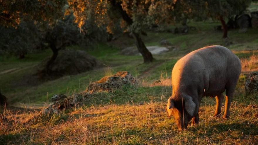 El jamón ibérico es antidepresivo