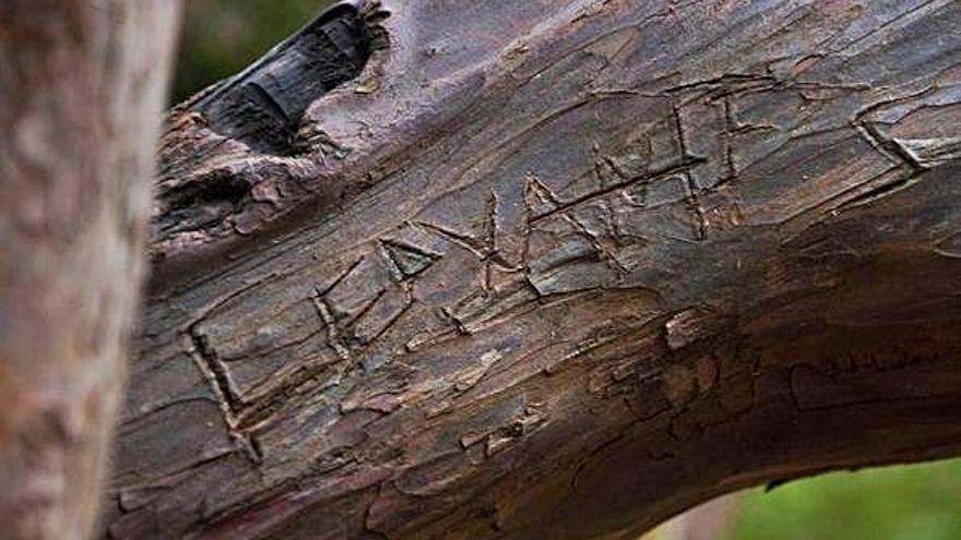 Detalle del tronco de un tejo aparecido con inscripciones en El Tejedelo de Requejo de Sanabria.