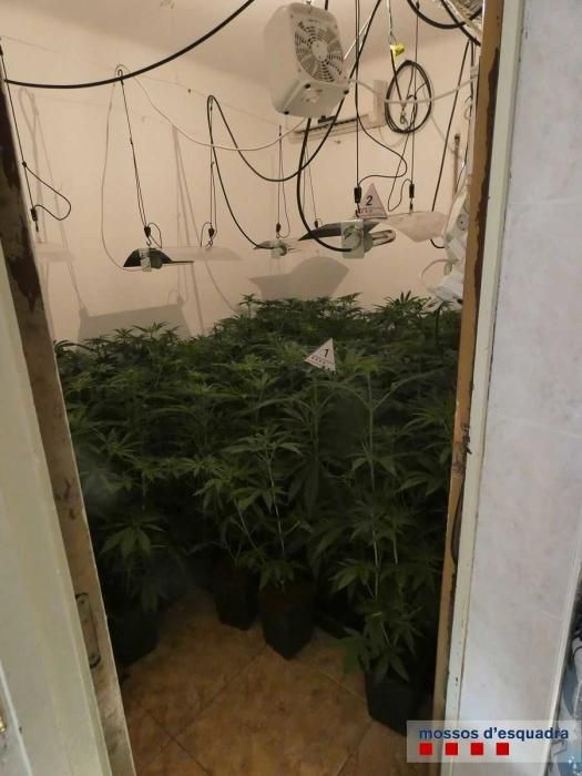 Troben 1,072 plantes de marihuana a Figueres