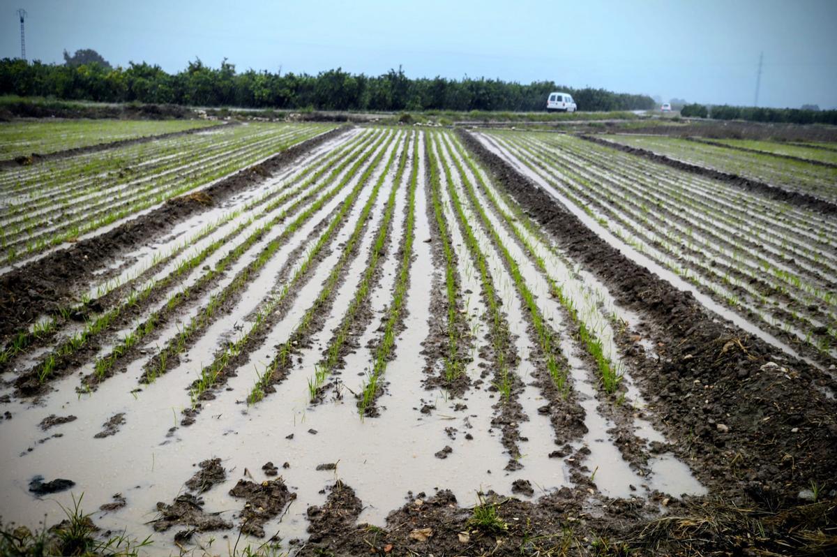 Campos inundados en Xàtiva esta mañana