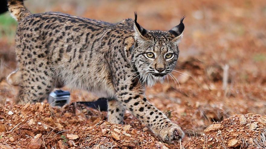 Un lince ibérico criado en cautividad y recién liberado en el Valle del Guadiana, en Portugal