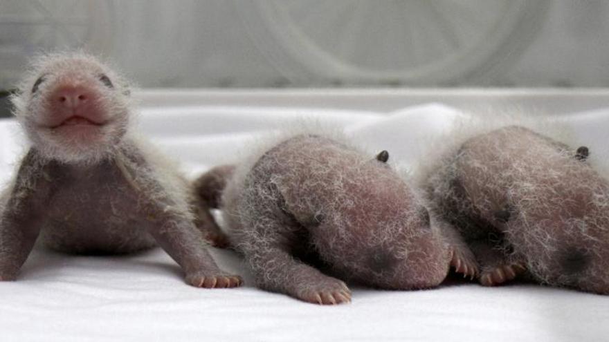 Nacen los primeros trillizos de panda gigante en China