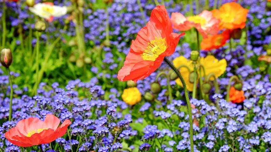 Cinc plantes amb flors per al mes de maig: origen i cures