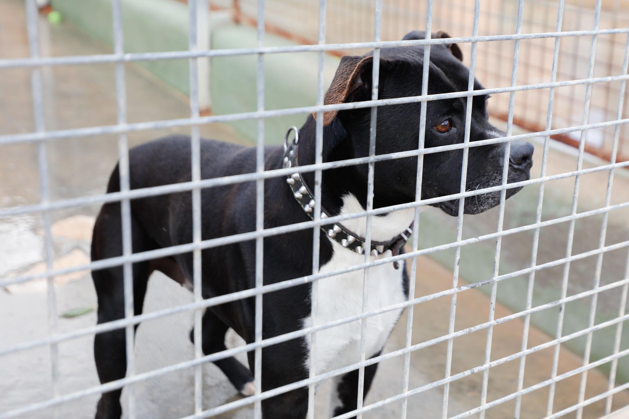 Junior, el perro de Ibiza que murió esperando un hogar