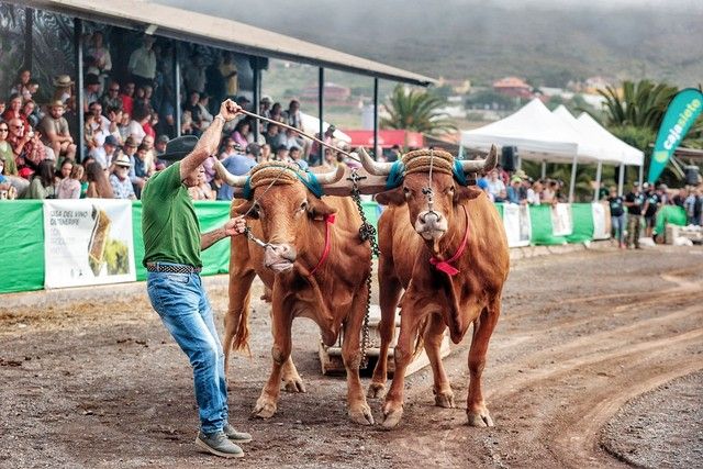 Feria de ganado y procesión por las Fiestas de San Benito en La Laguna, julio 2022