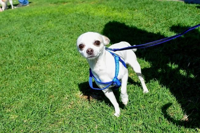 10/12/2016 MASPALOMAS. Feria de Mascotas Maspalomas 2016.Foto: SABRINA CEBALLOS