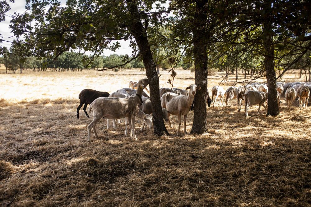 "En Sayago, o el lobo o nosotros".