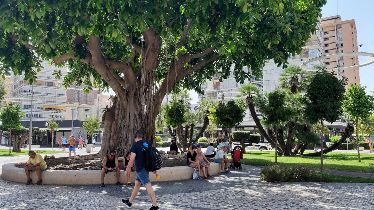 Usuarios a la sombra bajo el gran árbol de la plaza de la Hispanidad de Benidorm.