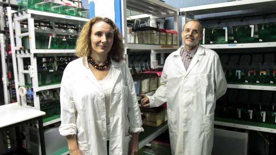 Los investigadores Beatriz Novoa y Antonio Figueras posan, ayer, con peceras con pez cebra.
