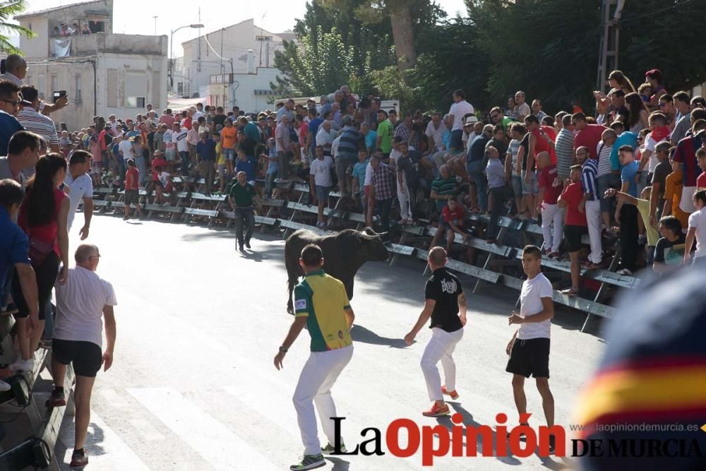 Primer encierro de Calasparra