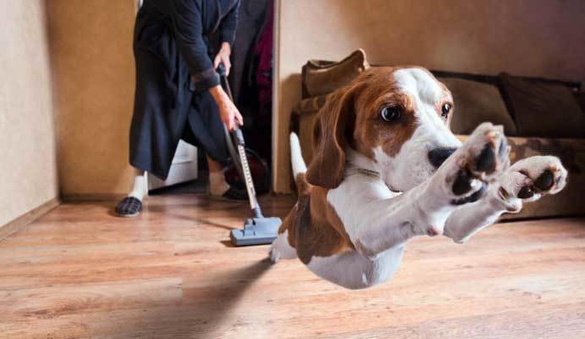Seis maneras de proteger a tus mascotas de los insectos