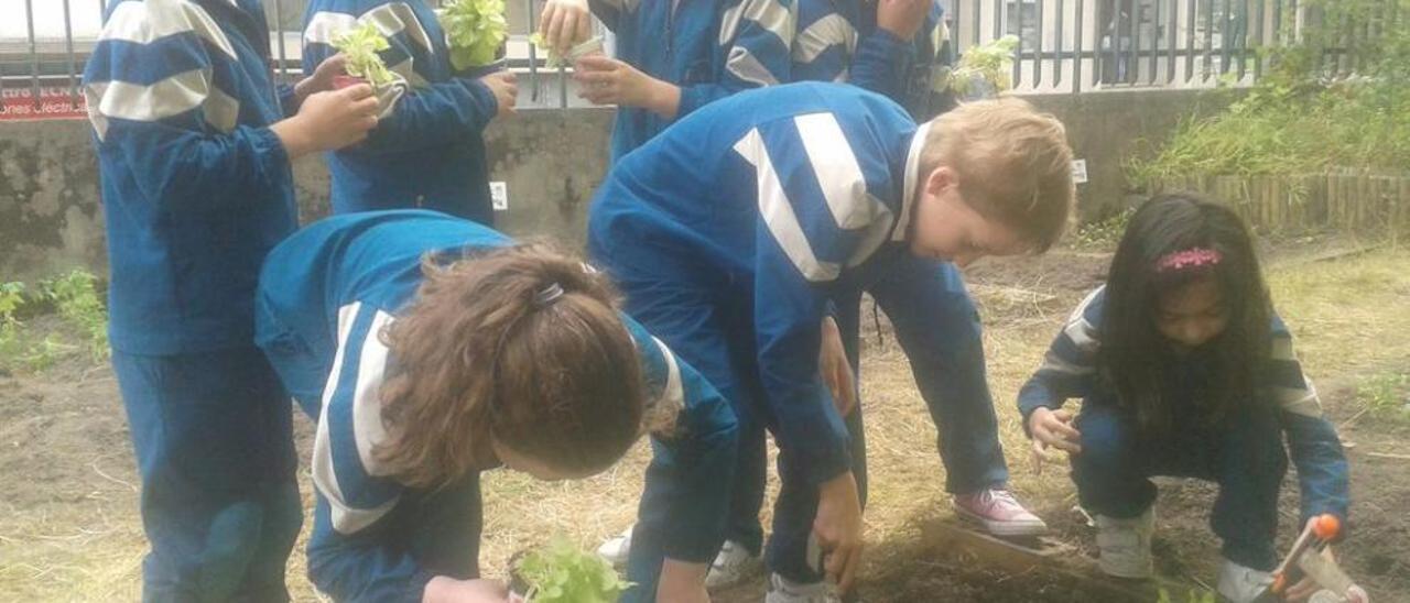 Traballos dos alumnos na horta escolar do colexio.