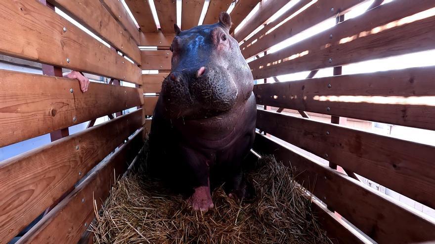 El Bioparc de València recibe una joven hipopótama llamada Serena
