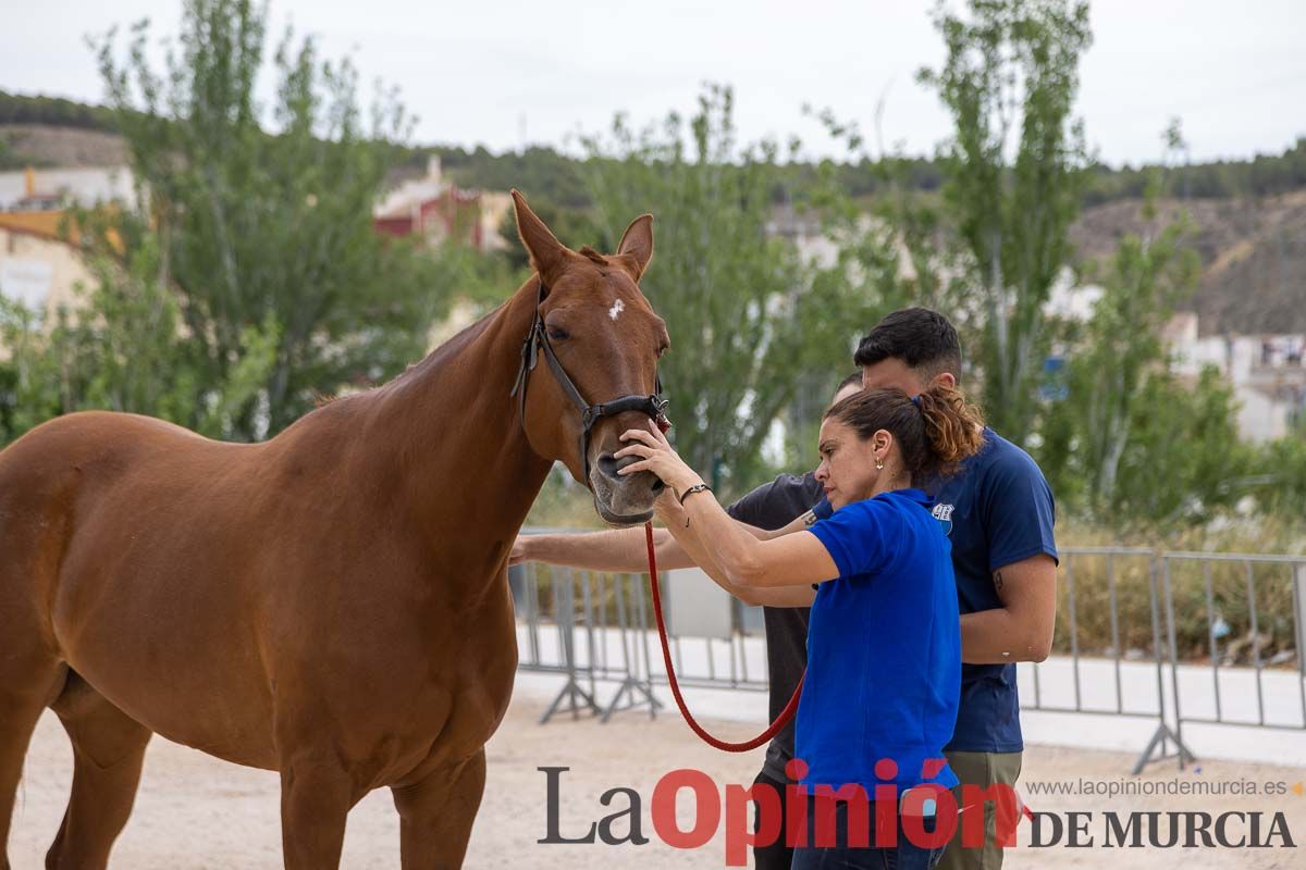 Control veterinario de los Caballos del Vino en Caravaca