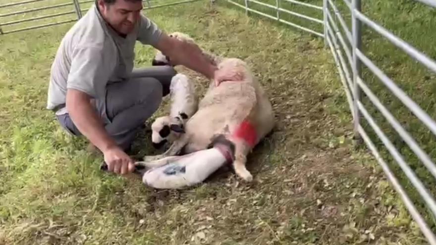 VÍDEO | Parto de un cordero en una explotación de Fariza, Zamora