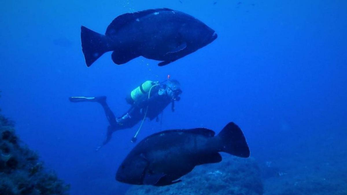 Pesca organiza un congreso internacional para avanzar en la gestión de las reservas marinas | CAIB