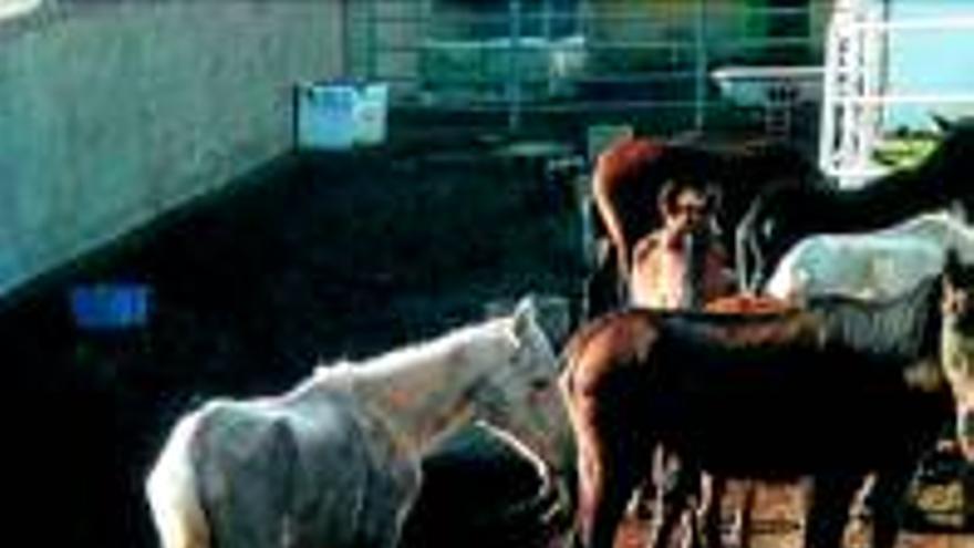 El ganadero que dejó morir a sus caballos no podrá ejercer la profesión en 4 años y medio