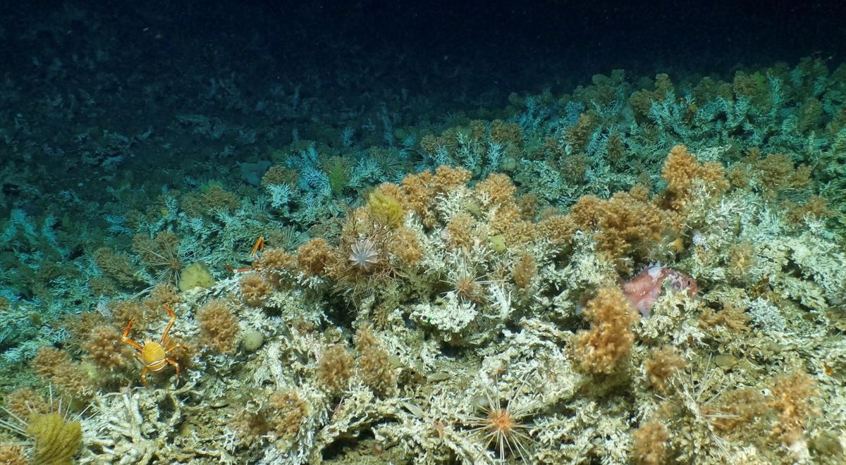 Los corales de aguas profundas desaparecieron durante mil años en Galápagos