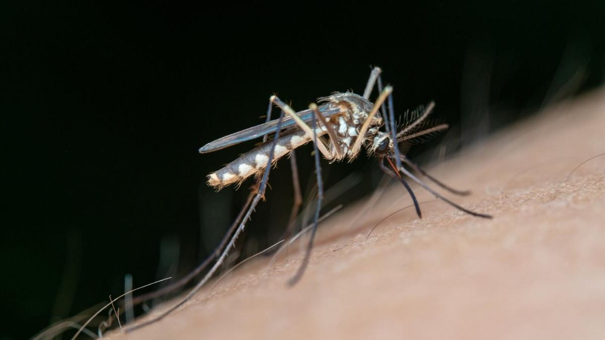 Mosquito transmisor del virus del Nilo occidental.