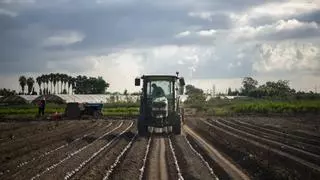 Los productores de calçots empiezan ya la campaña apretados por la fuerte demanda y el cambio climático