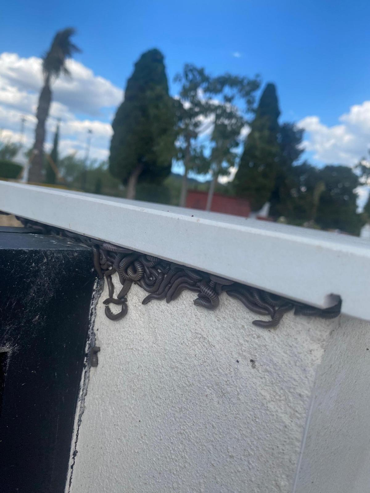 Gusanos por la fachada de una vivienda en la zona Horts de Canals.