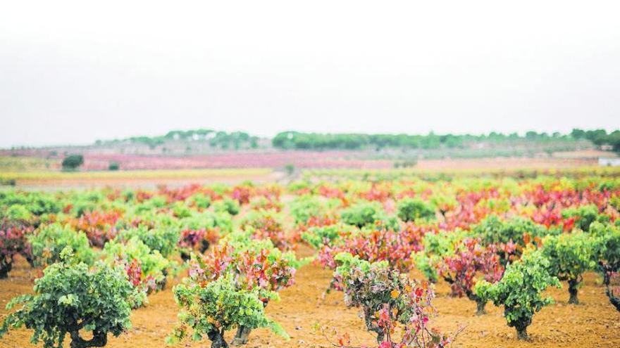 Se buscan mecenas para  uvas olvidadas